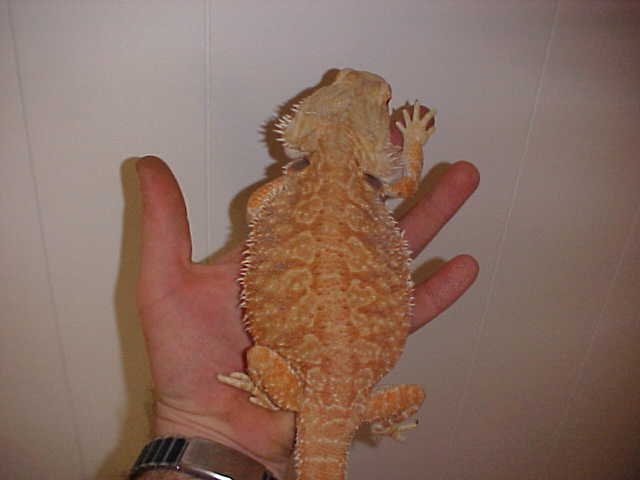 Hypo Orange Body Shot