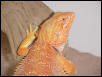 Super Orange German Giant Head Shot