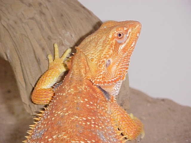 Super Orange German Giant Head Shot