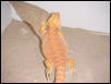 Super Orange German Giant