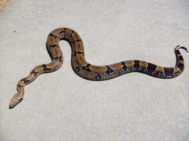 N. Brazilian ?