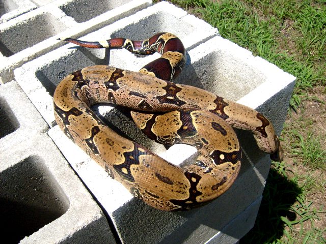 N. Brazilian ?
