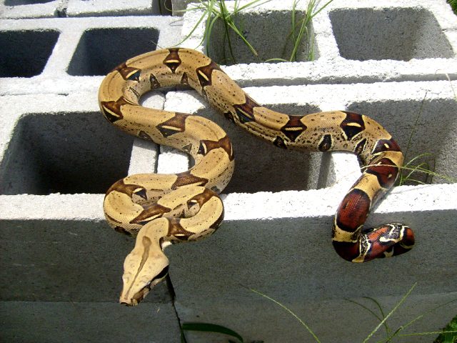 Peruvian