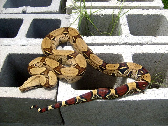 Peruvian