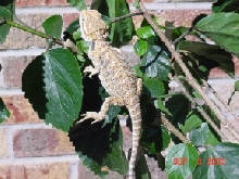 Female 1