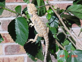 Female 1