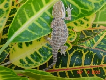 Female 2