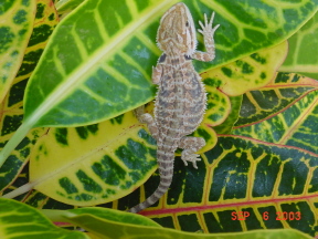 Female 2