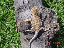 Male 1
