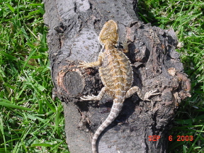 Male 1