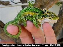 Cool dwarf Cham