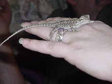 Baby bearded dragon 2