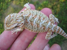 My new beardie from Dragons by Nature.