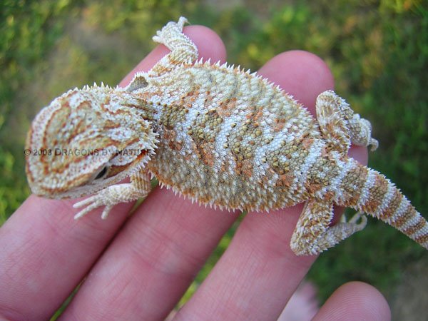 My new beardie from Dragons by Nature.