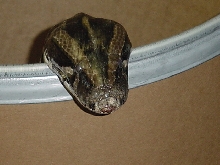 Petie