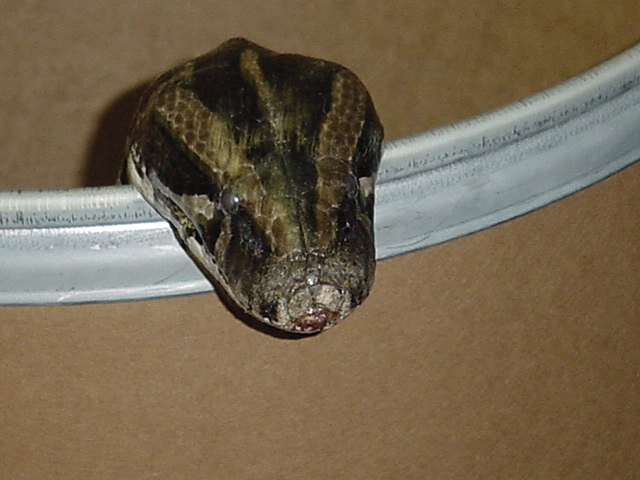 Petie
