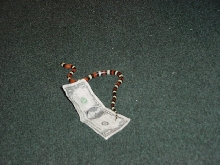 Pueblan milksnake