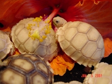 Pearl Sulcata Hatchlings 2007