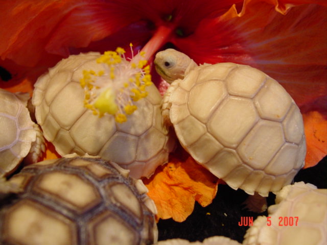Pearl Sulcata Hatchlings 2007