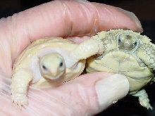 Ivory (Albino) Sulcata Hatchling & Normal (Het) Sibling