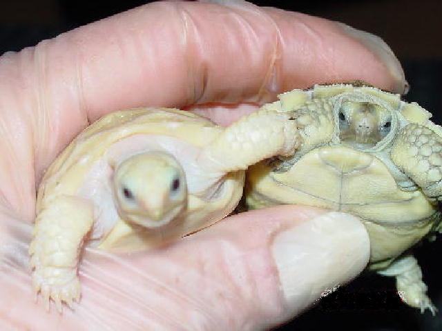 Ivory (Albino) Sulcata Hatchling & Normal (Het) Sibling