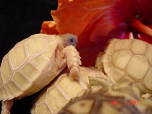 Pearl Sulcata 2007 Hatchlings