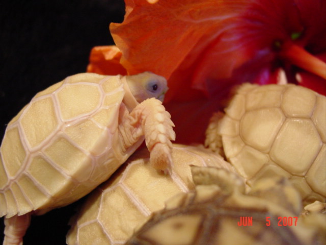 Pearl Sulcata 2007 Hatchlings
