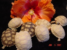 Pearl Sulcata Hatchlings 2007