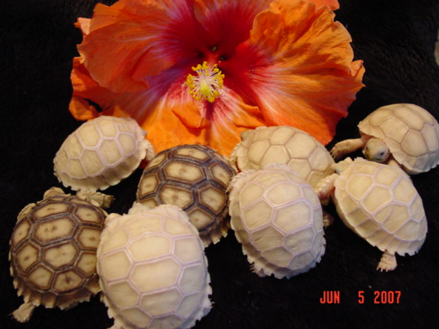 Pearl Sulcata Hatchlings 2007