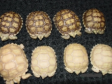Ivory (Albino) Sulcata & Normal Siblings (Hets)