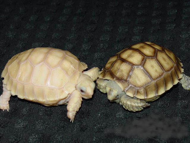 Ivory (Albino) Sulcata Hatchling & Normal (Het) Sibling
