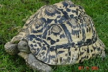 Leopard Tortoise (female)