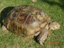 Sulcata 100lb Female