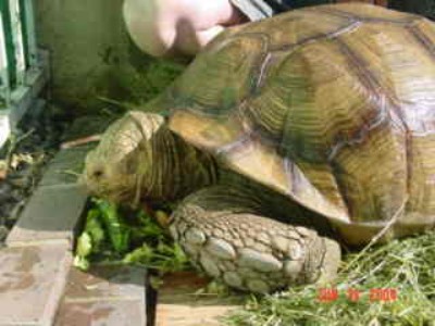 200lb Sulcata Male