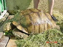 Sulcata Male 200lbs