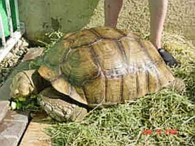 Sulcata Male 200lbs
