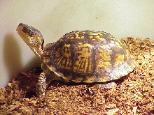 EasternBox Beauty