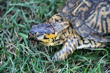 Tina in high grass
