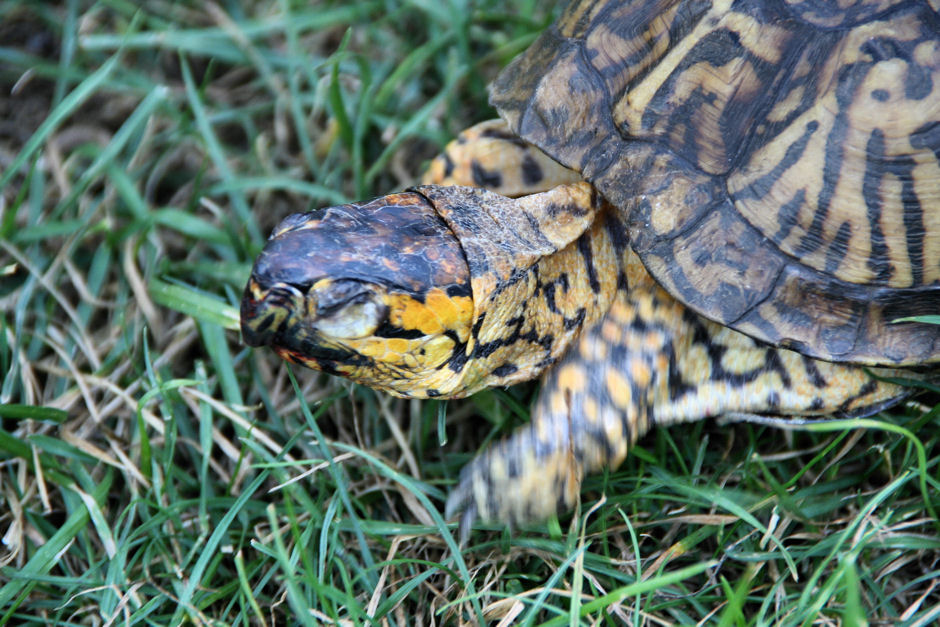 Tina in high grass