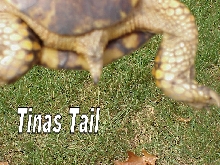 TinasTail