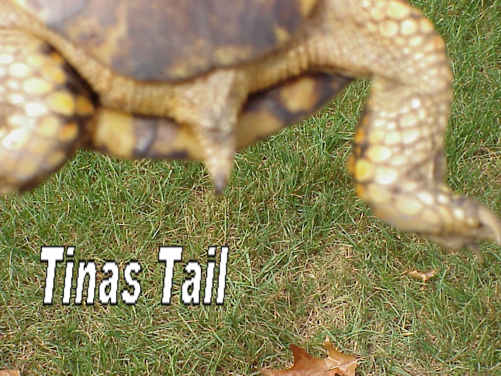 TinasTail