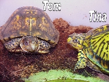 Tom&Tina