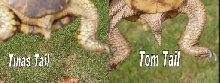 Tom&TinasTails