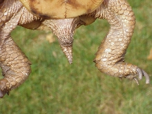 TomsTail