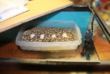 Incubator02