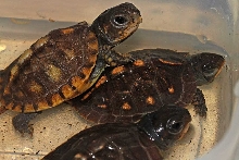 Babie Boxies Soaking