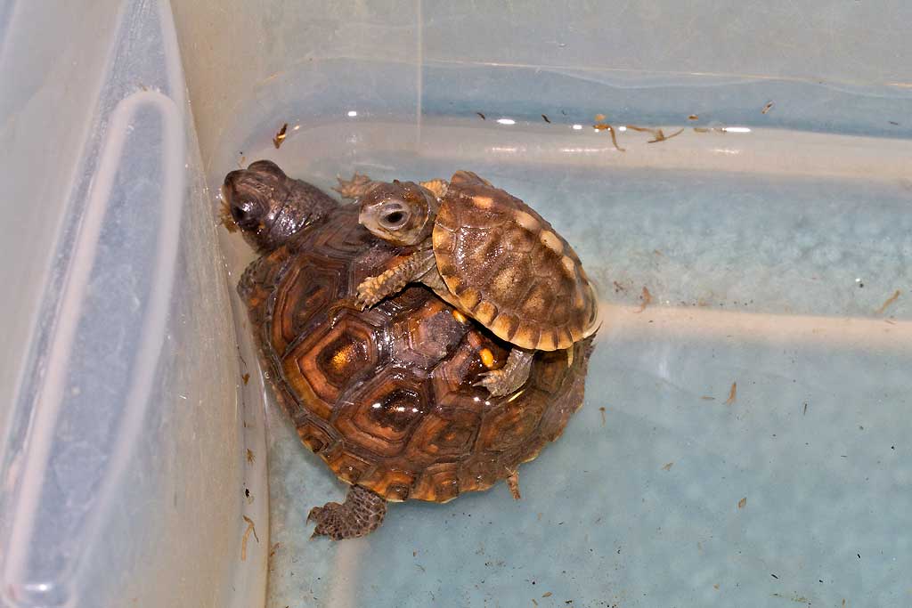 piggy back ride