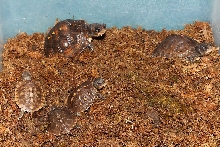 Boxie babies in pen