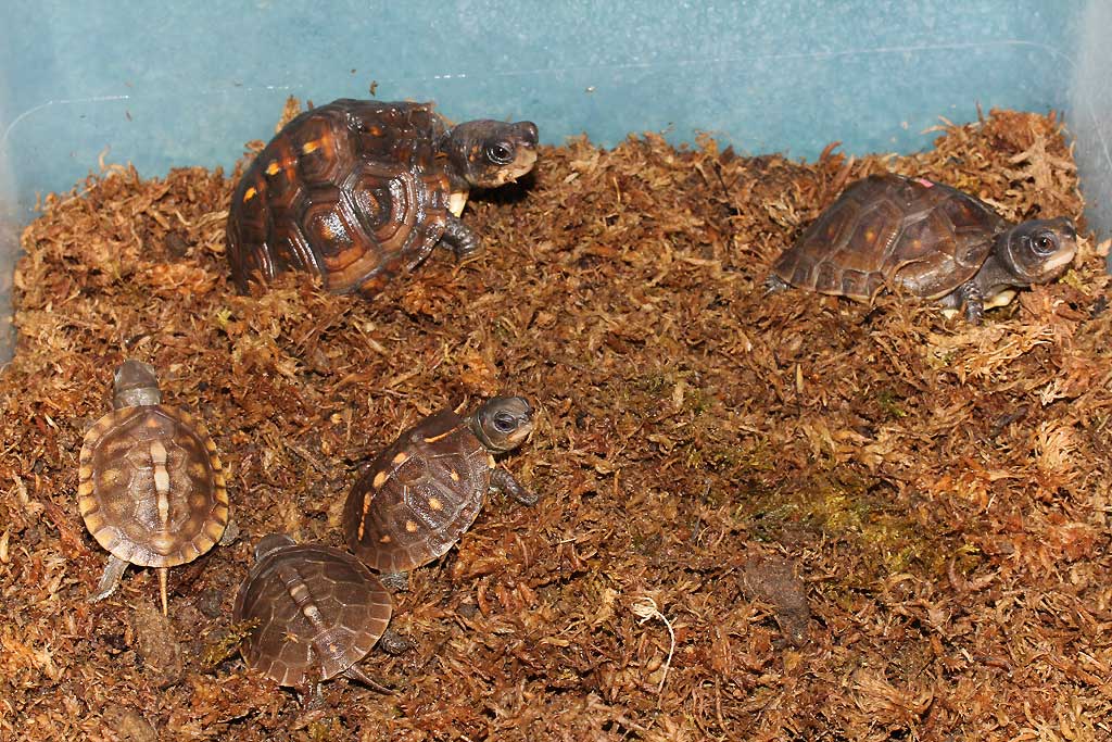 Boxie babies in pen