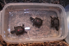 Boxie babies